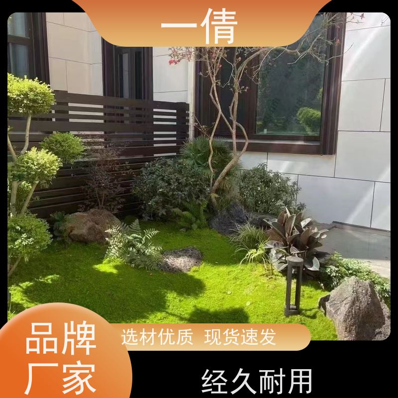 一倩花卉 小琴叶榕 绿植租赁出售 种类繁多 规格齐全