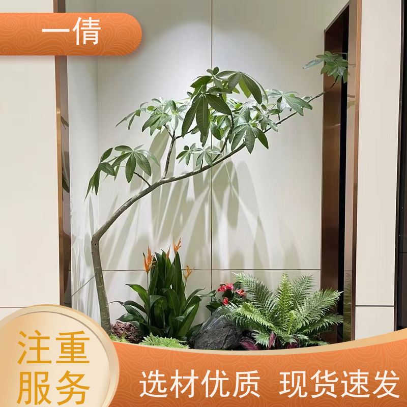 一倩花卉 翡翠 绿植租赁出售 种类繁多 规格齐全