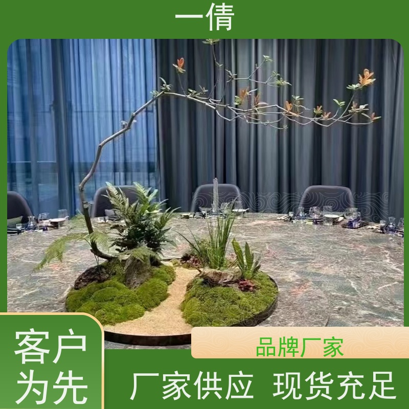 一倩花卉 小仙女海芋 绿植租赁出售 种类繁多 规格齐全