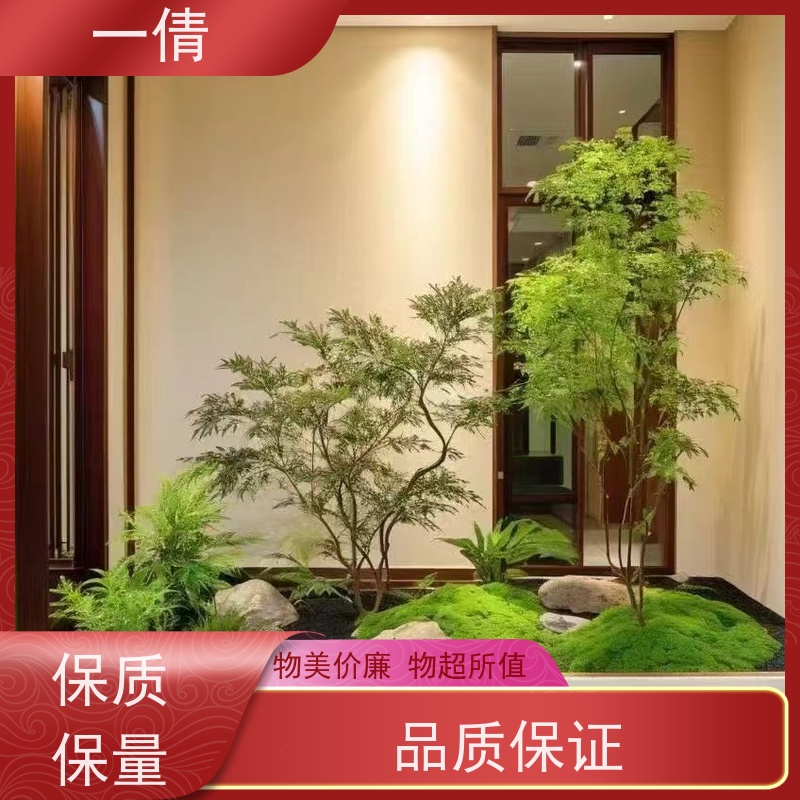 一倩花卉 巴西美人 绿植租赁出售 种类繁多 规格齐全