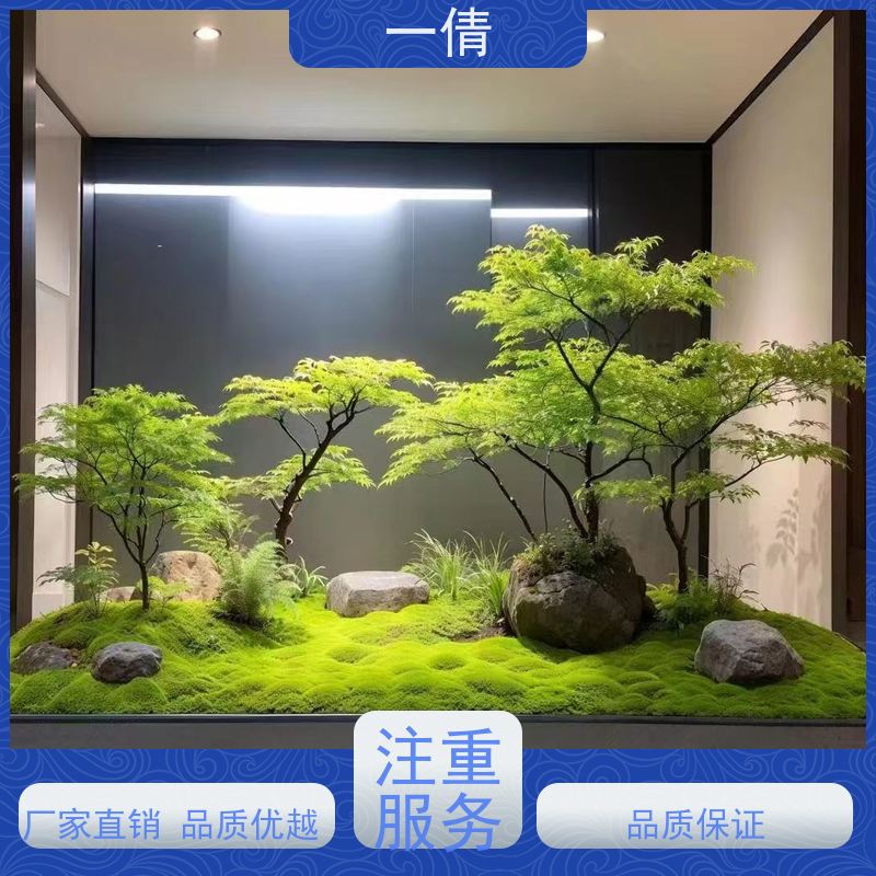一倩花卉 多枝巴西木 绿植租赁出售 种类繁多 规格齐全