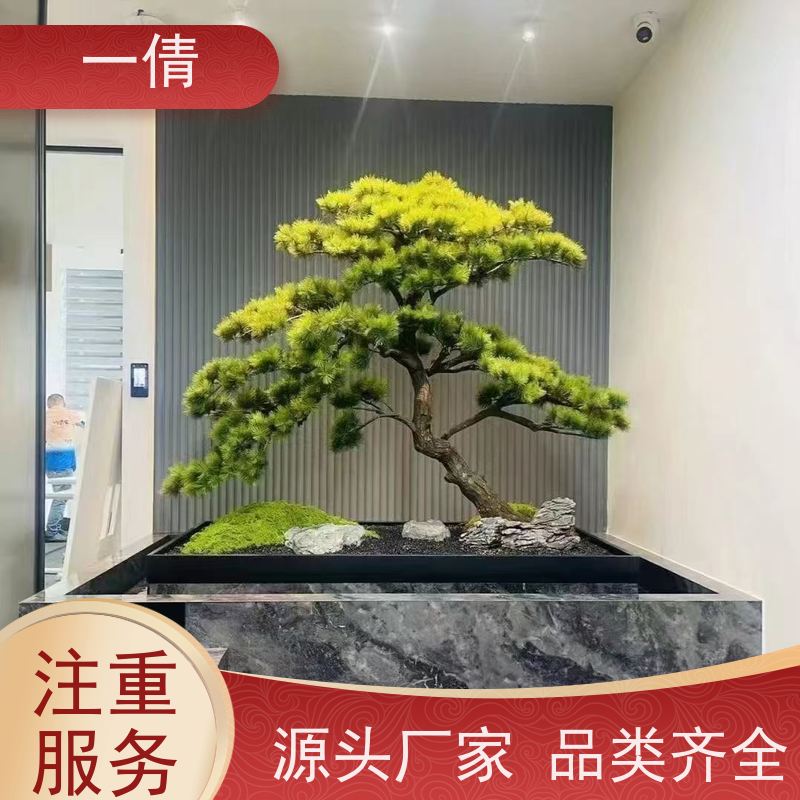 一倩花卉 7寸盆四季桔 绿植租赁出售 种类繁多 规格齐全