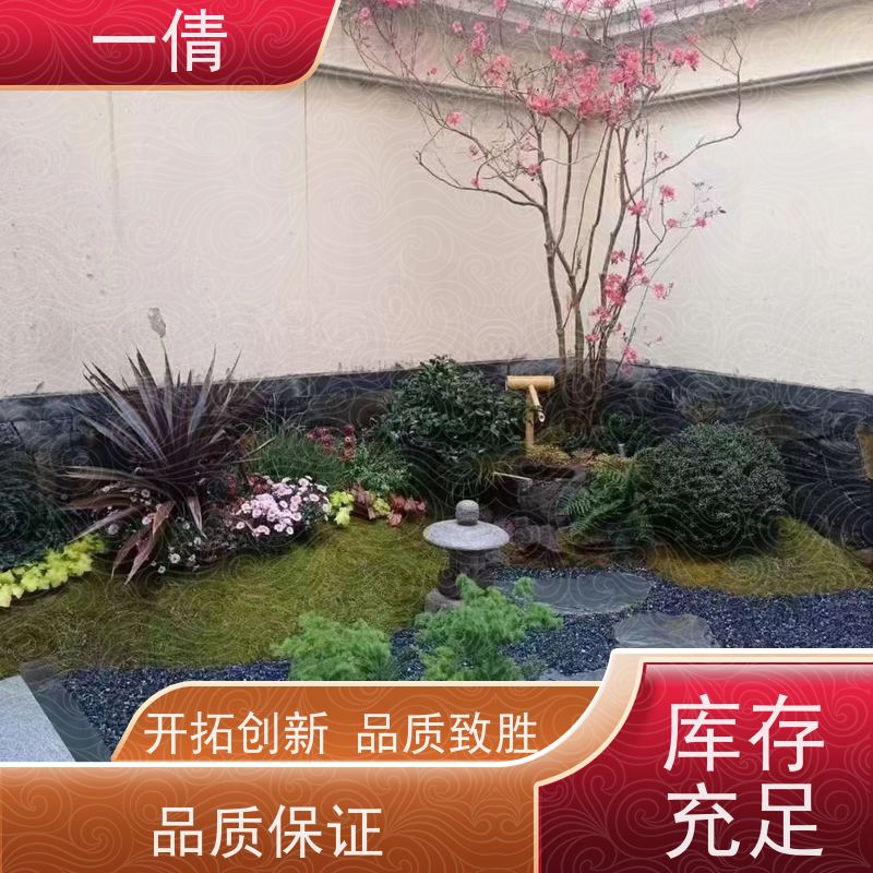 一倩花卉 红酒之恋 绿植租赁出售 种类繁多 规格齐全