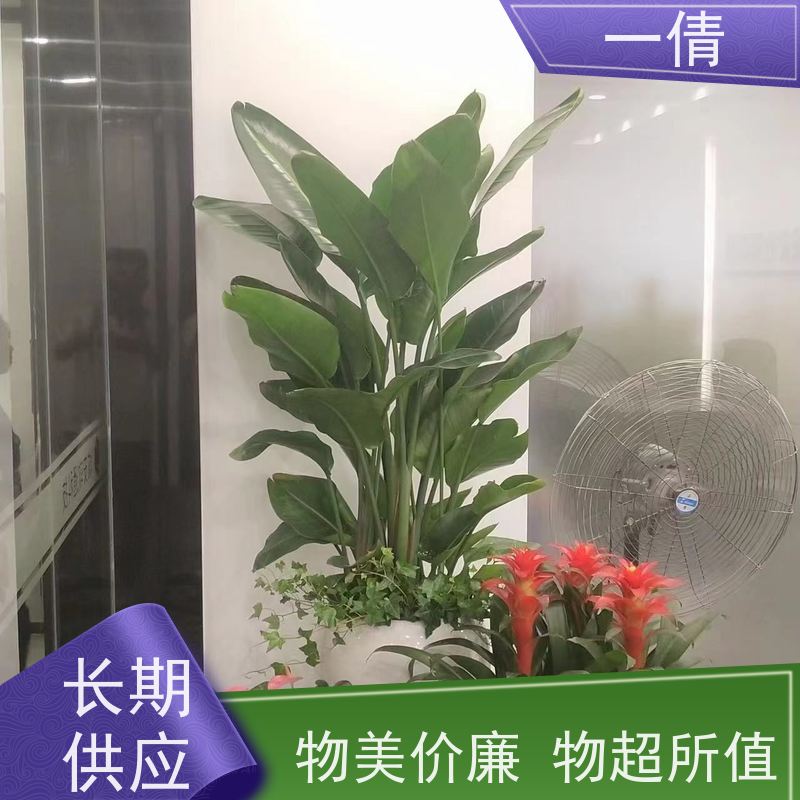 一倩花卉 树厥 绿植租赁出售 种类繁多 规格齐全