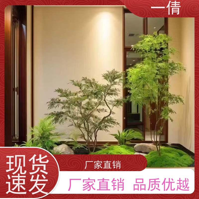 一倩花卉 福木 绿植租赁出售 种类繁多 规格齐全