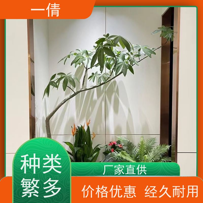 一倩花卉 七彩铁 绿植租赁出售 种类繁多 规格齐全