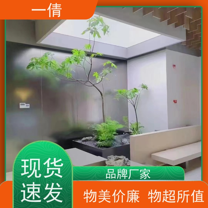 一倩花卉 琴叶榕 绿植租赁出售 种类繁多 规格齐全