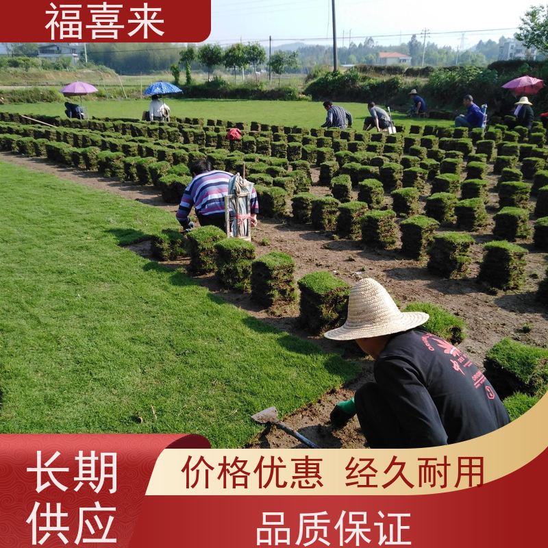 福喜来苗圃 草块出售 精品货效果好 草坪基地直发