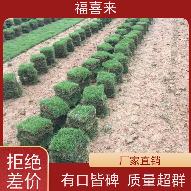福喜来苗圃 马尼拉草块直供 耐寒耐践踏易存活暖季型 基地供应
