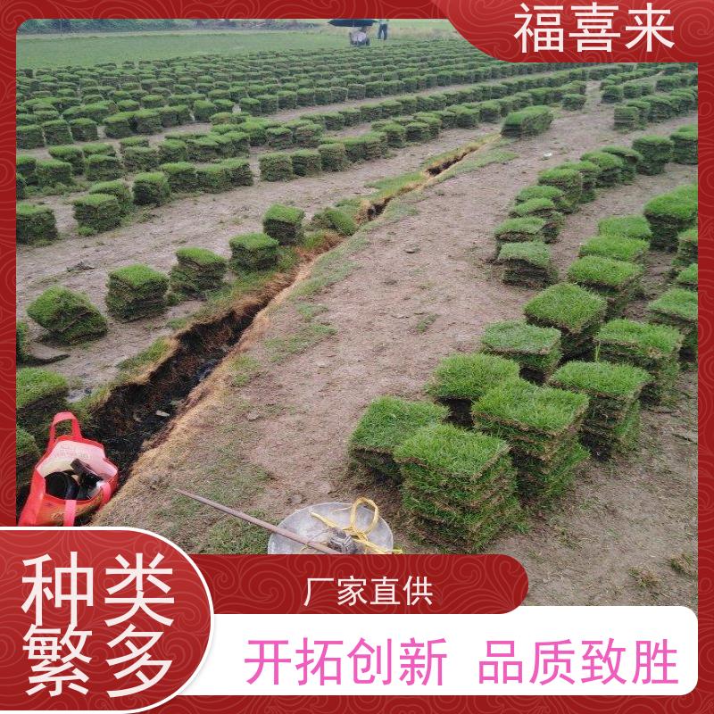 福喜来苗圃 草块供应 球场用草 耐旱易打理 工程草坪