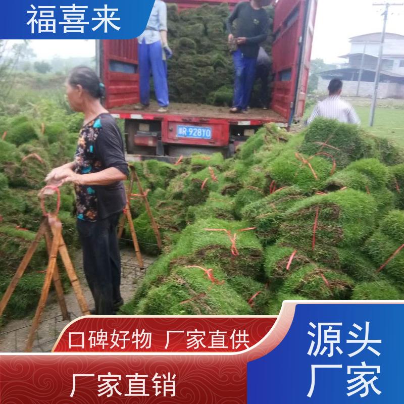 福喜来苗圃 马尼拉草卷直供 现挖现发品种齐全 基地供应