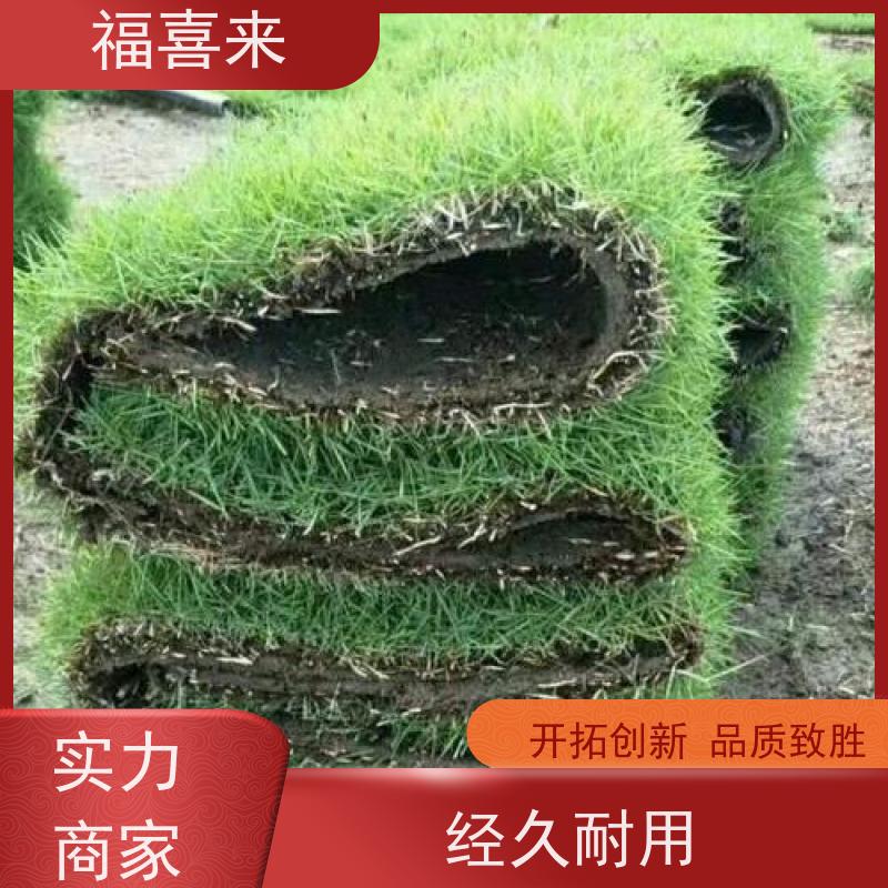 福喜来苗圃 马尼拉草卷供应 球场用草 耐旱易打理 常绿耐踩踏
