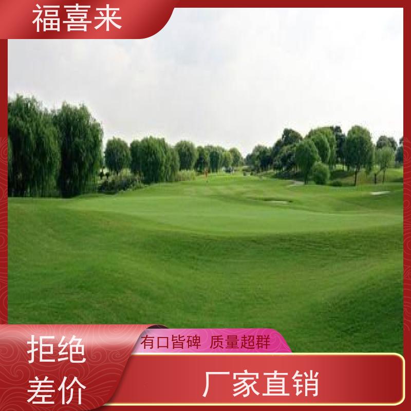 福喜来苗圃 马尼拉草皮供应 现挖现发品种齐全 工程草坪