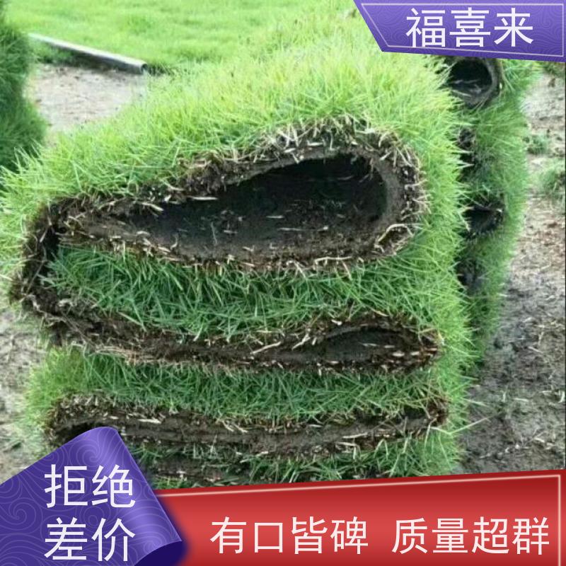 福喜来苗圃 草卷供应 草皮基地直供 常绿耐踩踏