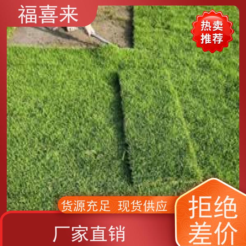 福喜来苗圃 草皮 球场用草 耐旱易打理 常绿耐踩踏