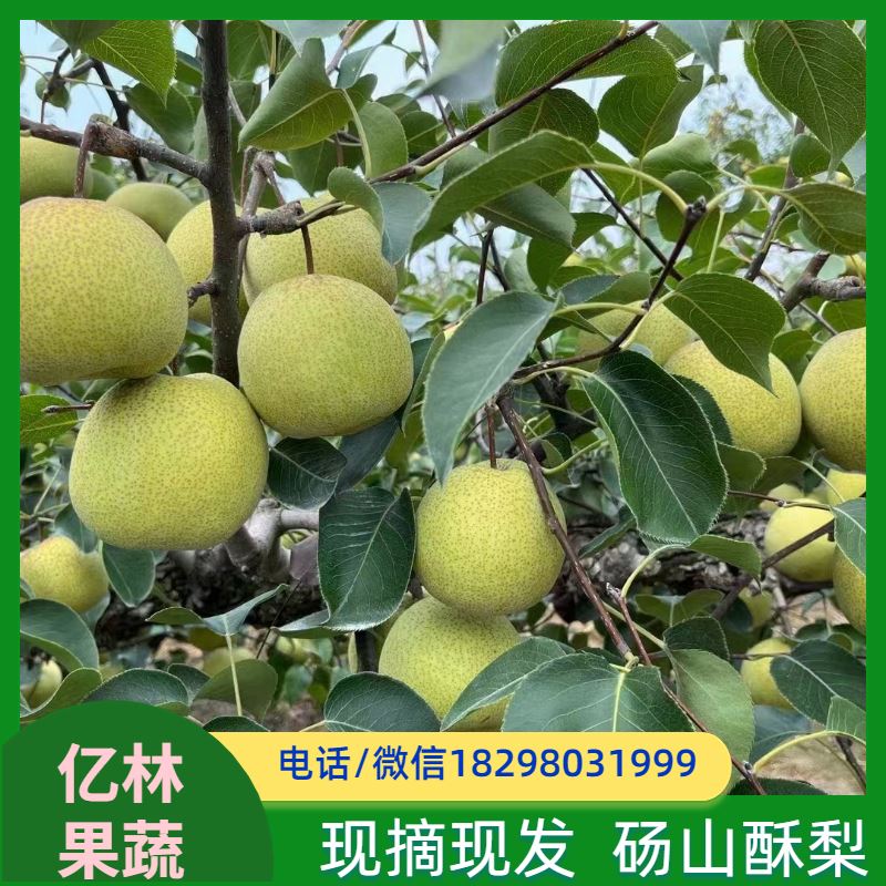 基地供应 砀山酥梨树苗 果实饱满味道好 嫁接技术指导 抗寒能力强
