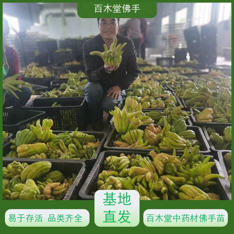 百木堂城市景观绿化树 黄精种植树形丰富 用途广泛