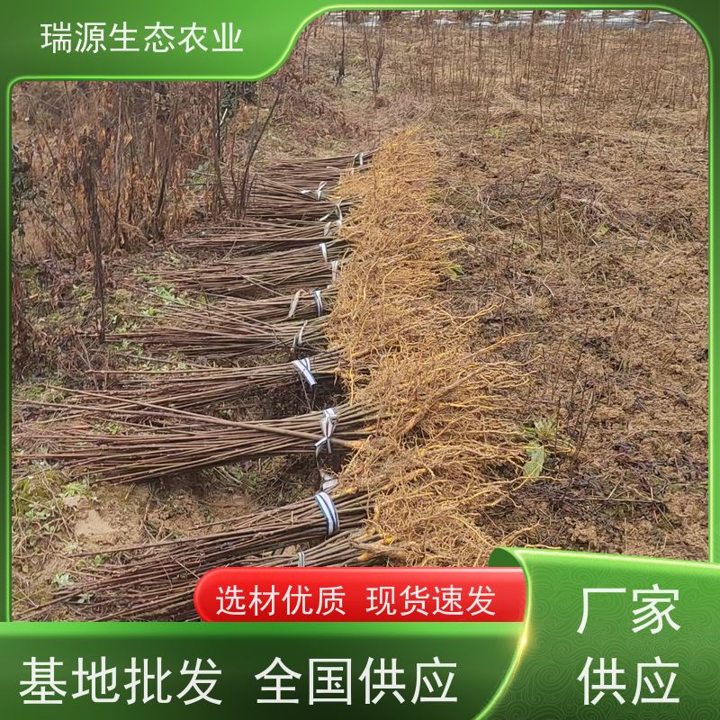梵丰 黄柏种子的播种方法 丰富的药用成分 库存充足 成活率高