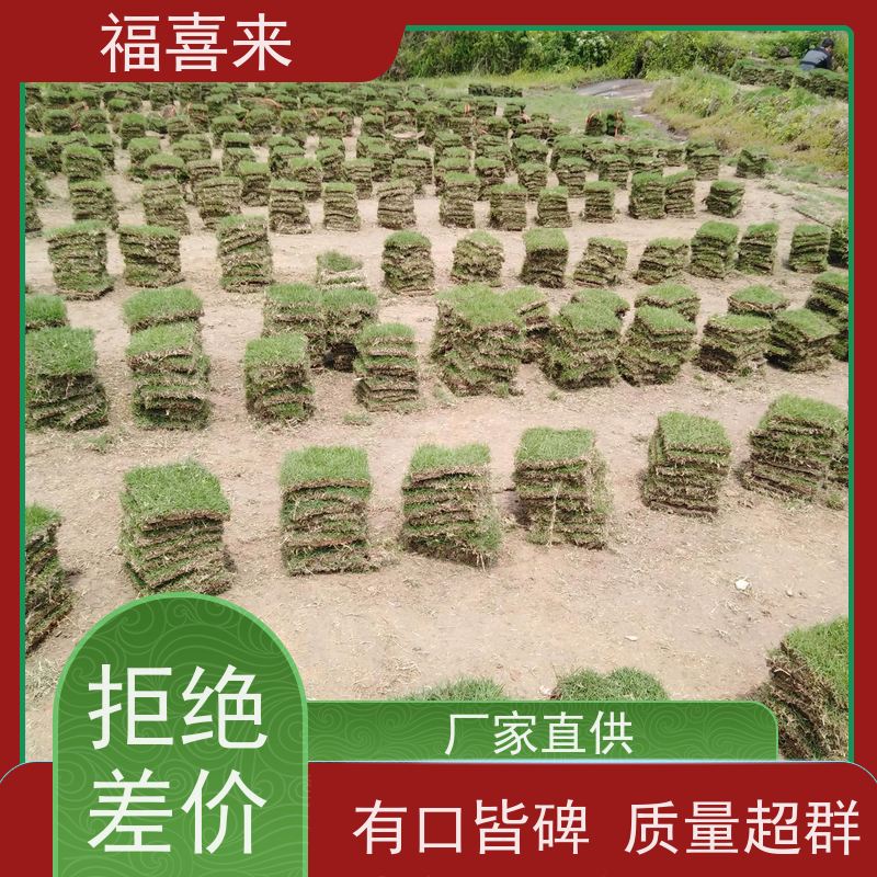 福喜来苗圃 草块批发 现挖现发品种齐全 常绿耐踩踏
