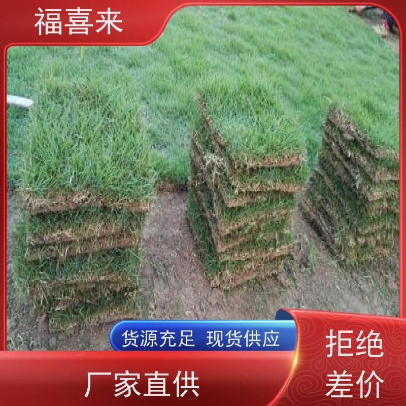 福喜来苗圃 草块 道路园区绿化用 草坪基地直发