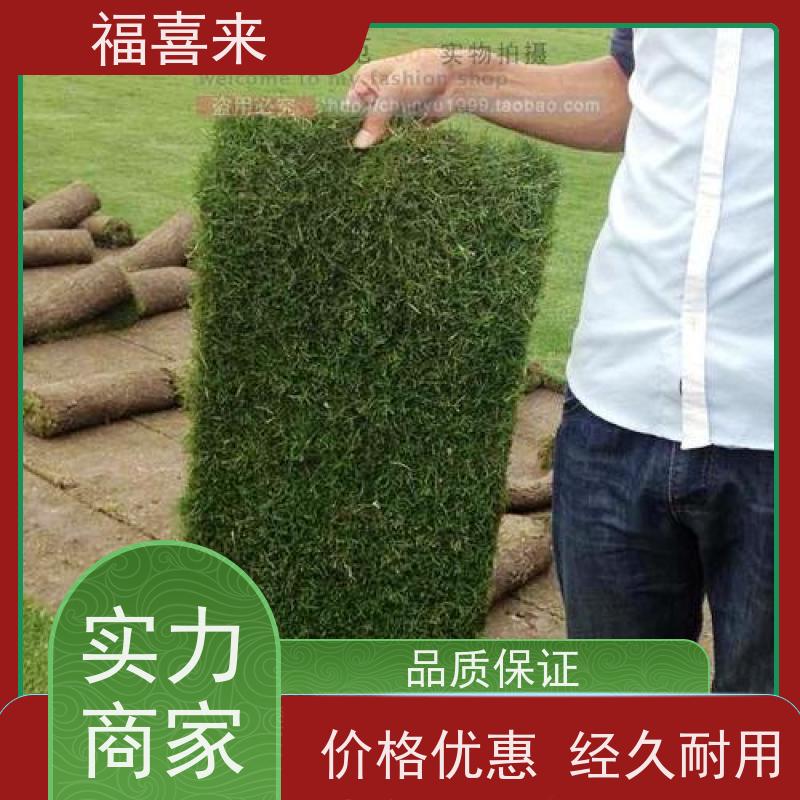 福喜来苗圃 草皮批发 道路园区绿化用 基地供应