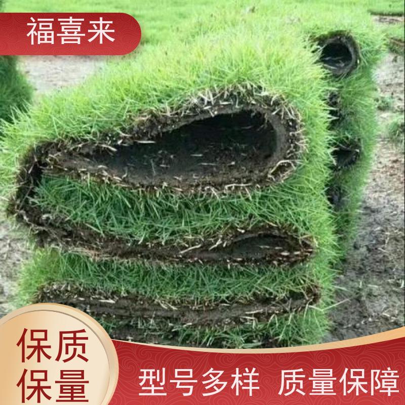 福喜来苗圃 马尼拉草卷出售 道路园区绿化用 基地供应