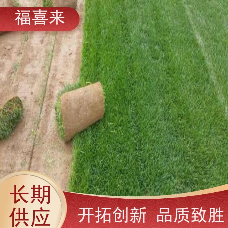 福喜来苗圃 马尼拉草卷直供 耐寒耐践踏易存活暖季型 草坪基地直发