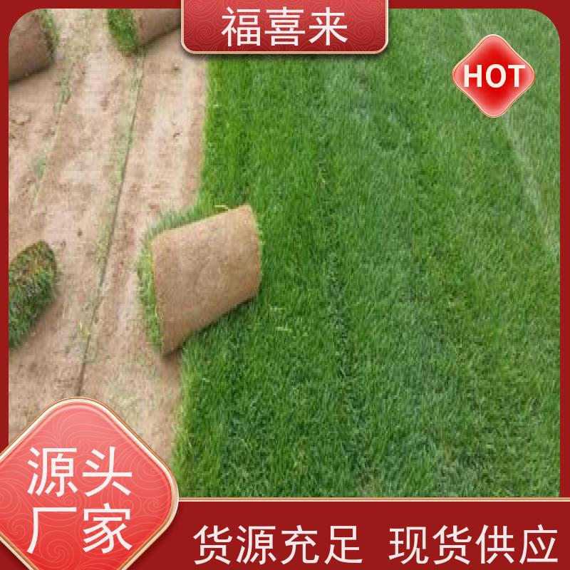 福喜来苗圃 马尼拉草卷供应 耐寒耐践踏易存活暖季型 草坪基地直发