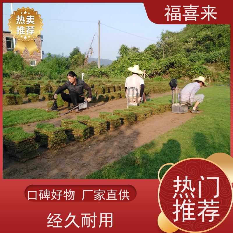 福喜来苗圃 马尼拉草块供应 现挖现发品种齐全 工程草坪