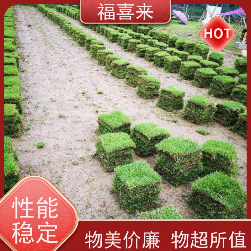 福喜来苗圃 马尼拉草块 现挖现发品种齐全 基地供应