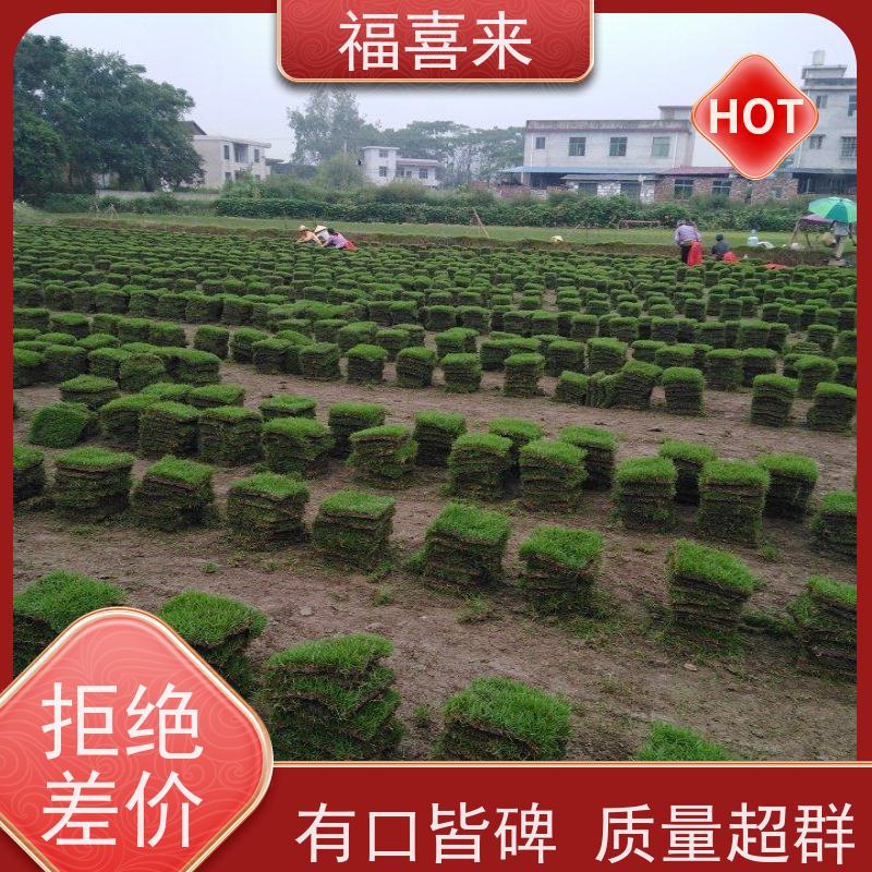 福喜来苗圃 草块直供 现挖现发品种齐全 草坪基地直发