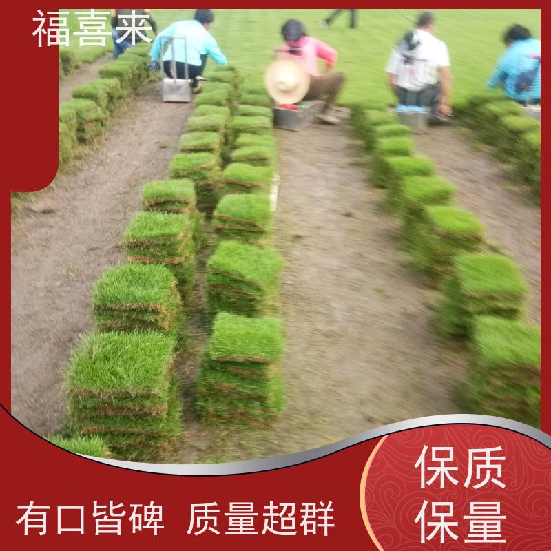 福喜来苗圃 马尼拉草块供应 球场用草 耐旱易打理 常绿耐踩踏