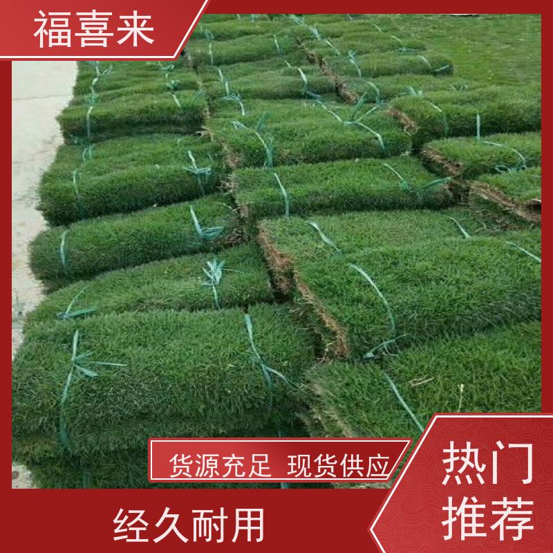 福喜来苗圃 马尼拉草卷批发 耐寒耐践踏易存活暖季型 常绿耐踩踏
