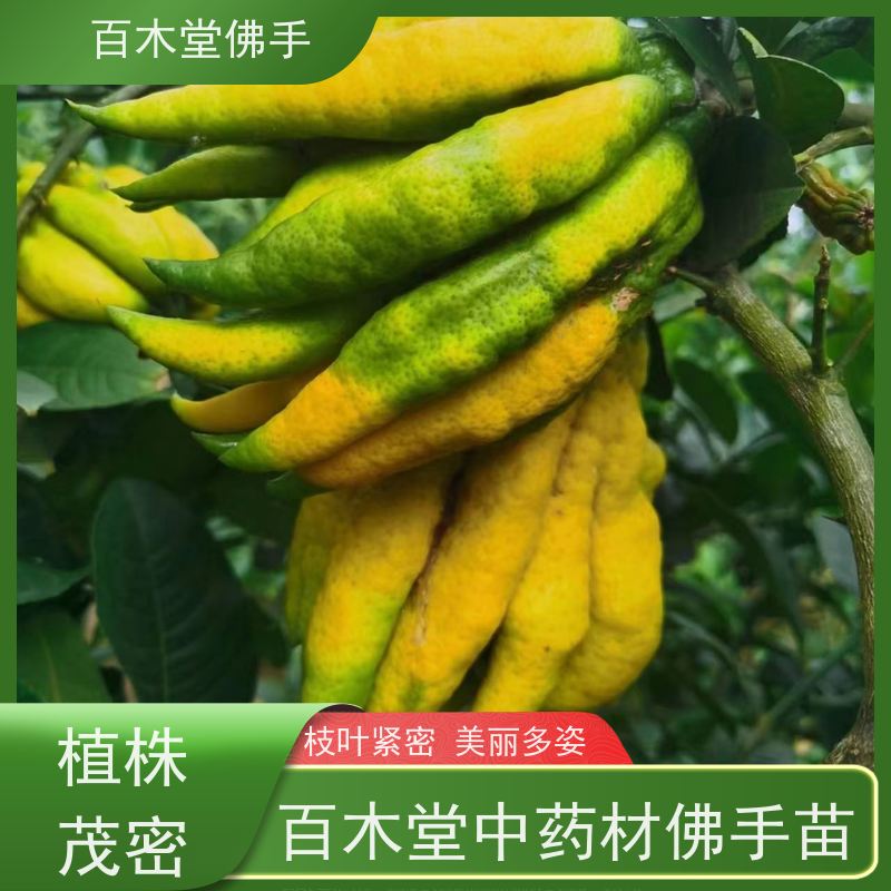 百木堂园林景区栽植水果种植植株茂密 用途广泛