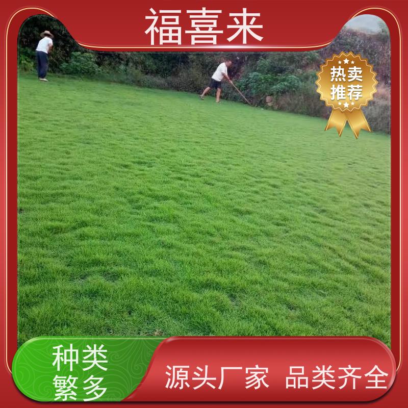 福喜来苗圃 马尼拉草皮 道路园区绿化用 常绿耐踩踏