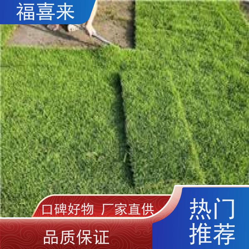 福喜来苗圃 马尼拉草皮 道路园区绿化用 草坪基地直发