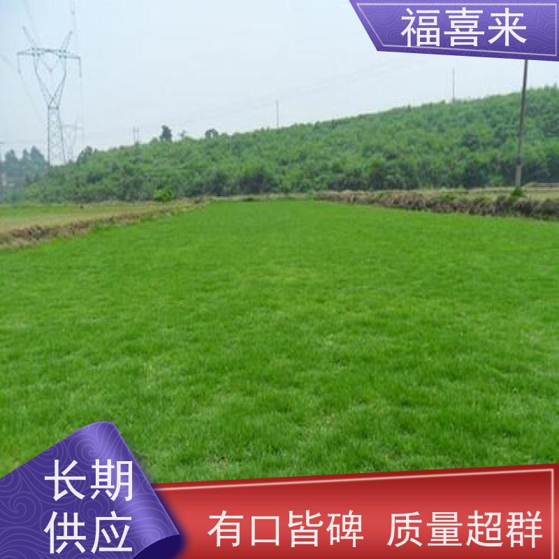福喜来苗圃 马尼拉草皮批发 草坪基地直供 常绿耐踩踏