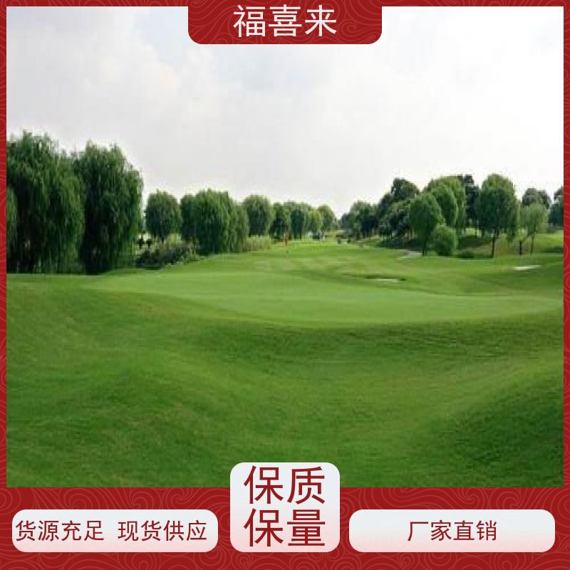 福喜来苗圃 马尼拉草皮直供 精品货效果好 基地供应