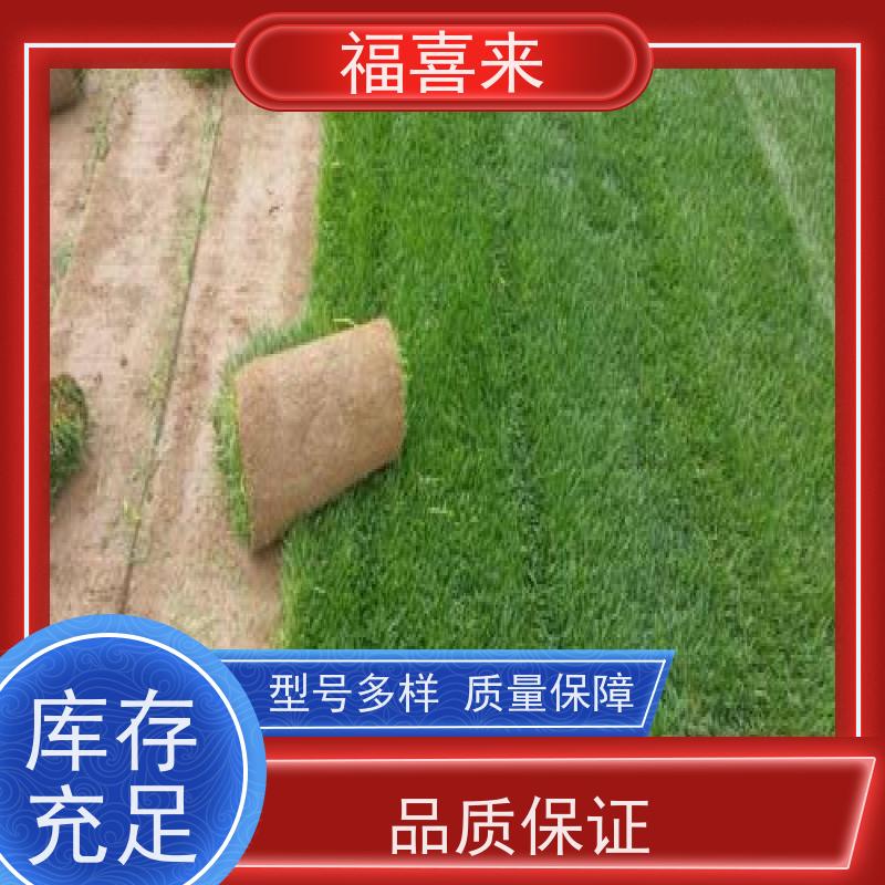 福喜来苗圃 马尼拉草卷供应 精品货效果好 常绿耐踩踏