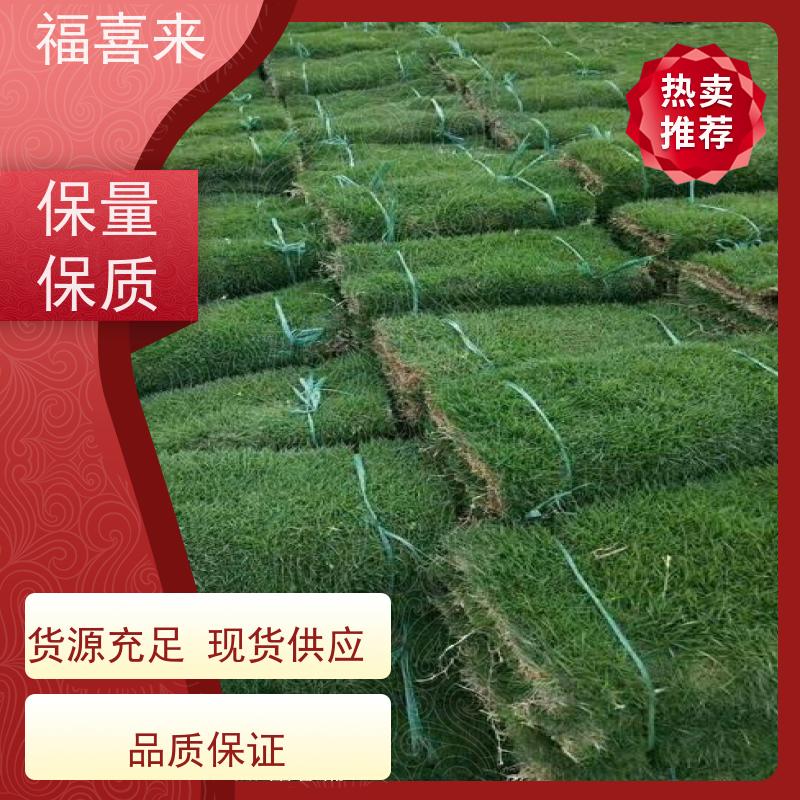 福喜来苗圃 草卷出售 球场用草 耐旱易打理 基地供应