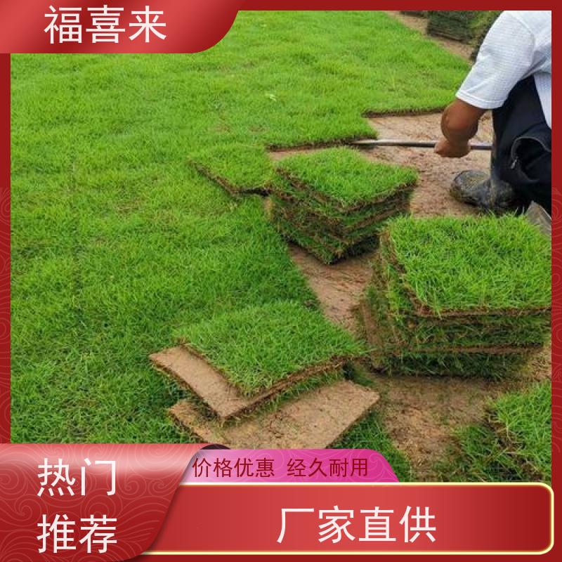 福喜来苗圃 马尼拉草块出售 道路园区绿化用 常绿耐踩踏