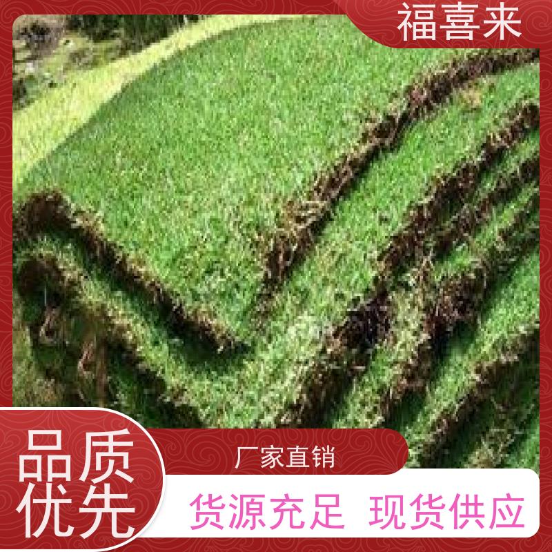 福喜来苗圃 草皮直供 球场用草 耐旱易打理 工程草坪