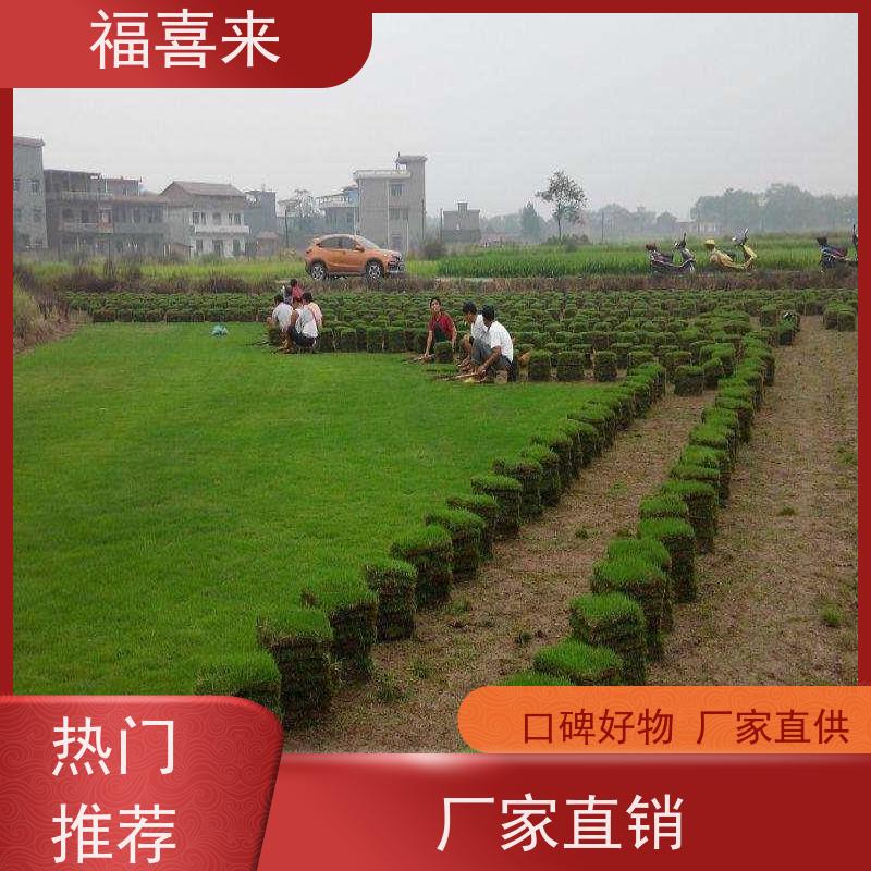 福喜来苗圃 马尼拉草块批发 耐寒耐践踏易存活暖季型 工程草坪