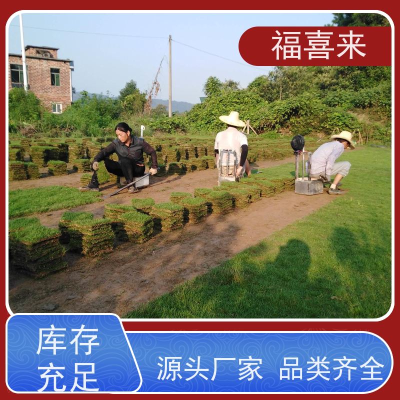福喜来苗圃 马尼拉草块批发 现挖现发品种齐全 常绿耐踩踏