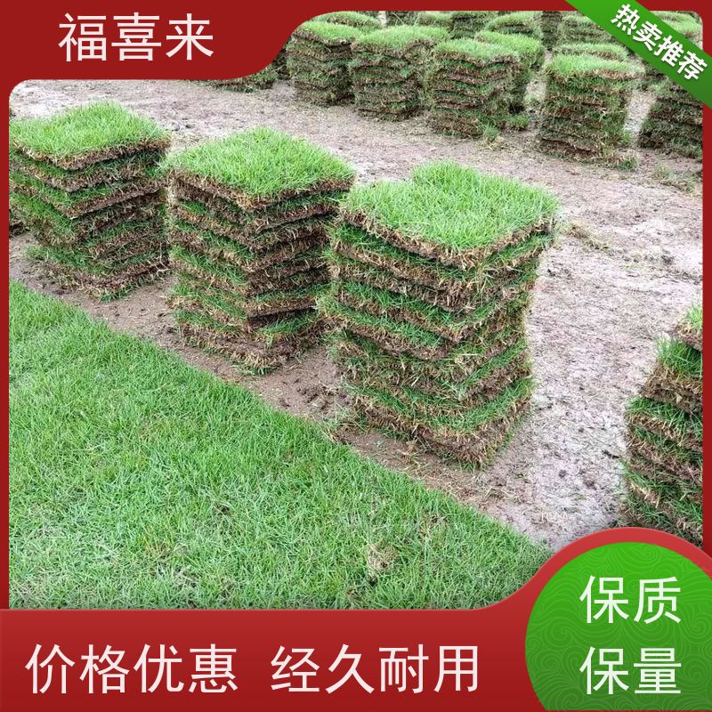 福喜来苗圃 马尼拉草块直供 球场用草 耐旱易打理 工程草坪