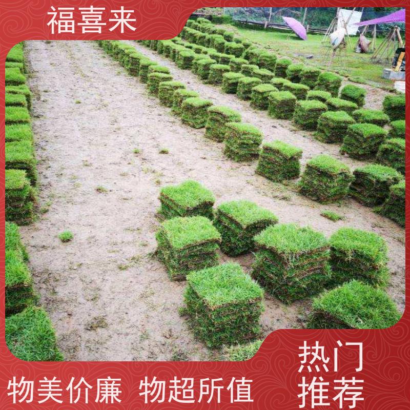 福喜来苗圃 马尼拉草块出售 精品货效果好 工程草坪