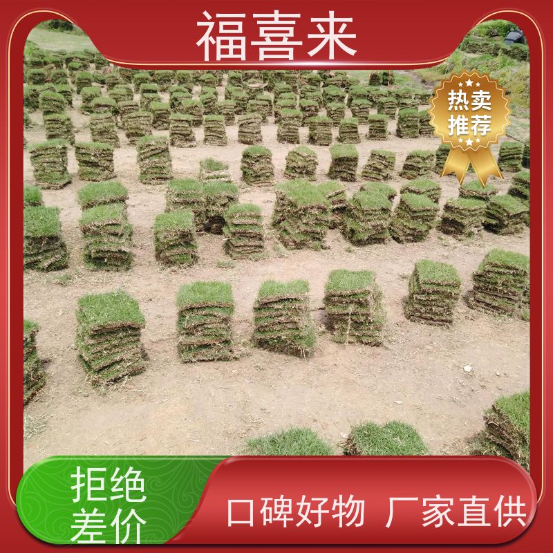 福喜来苗圃 草块供应 草皮基地直供 常绿耐踩踏