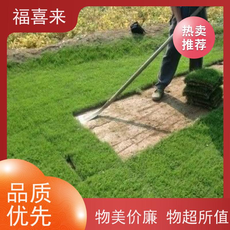 福喜来苗圃 草块供应 耐寒耐践踏易存活暖季型 草坪基地直发