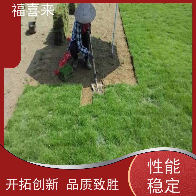 福喜来苗圃 马尼拉草块直供 精品货效果好 工程草坪