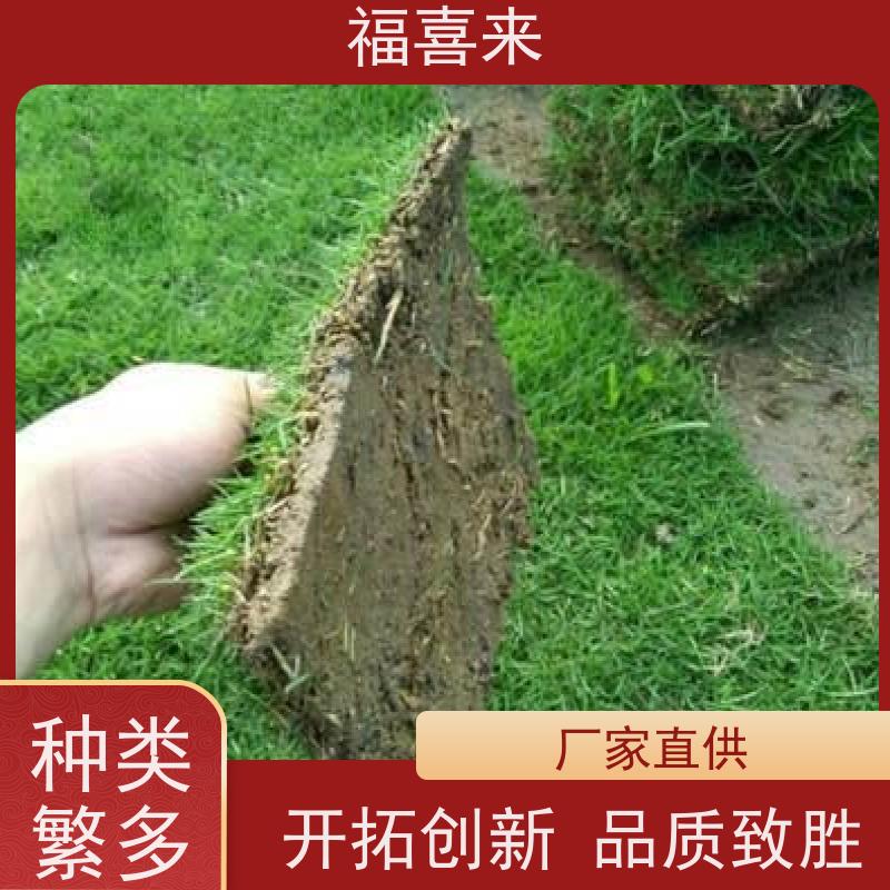 福喜来苗圃 草皮直供 公园绿化混播草坪 常绿耐踩踏
